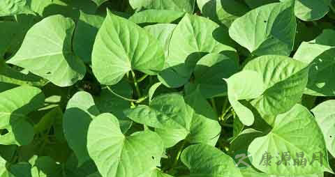 番薯叶的吃法_哪些人不能吃番薯叶