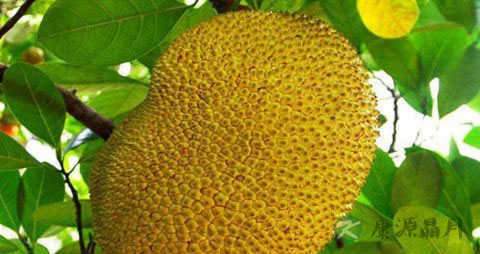 菠萝蜜怎么剥 菠萝蜜怎么剥