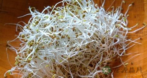 苜蓿芽怎么吃最安全 苜蓿芽怎么吃最安全