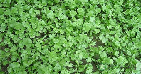 芫荽的吃法_哪些人不能吃芫荽