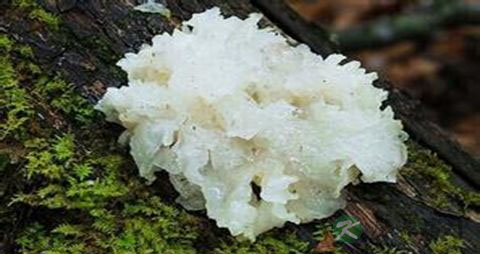 白木耳的营养价值_吃白木耳的好处