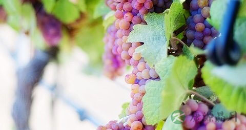 葡萄干是碱性食物吗