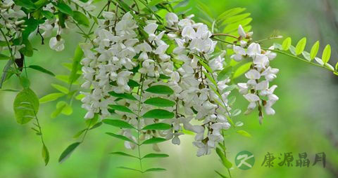 槐花的营养价值_吃槐花的好处