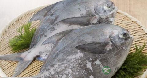 昌鱼的营养价值_吃昌鱼的好处