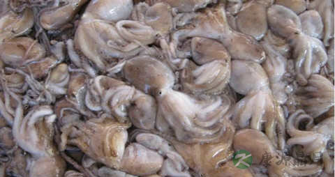 八爪鱼的营养价值_吃八爪鱼的好处