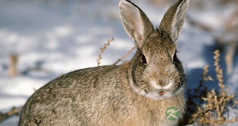 野兔的营养价值_吃野兔的好处