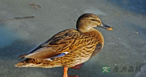 母麻鸭的营养价值_吃母麻鸭的好处