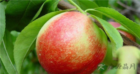 孕妇吃桃子的注意事项有哪些