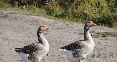 鹅掌的营养价值_吃鹅掌的好处