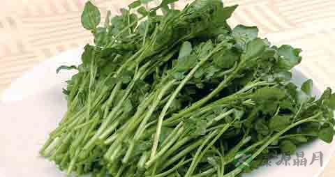 西洋菜的吃法_哪些人不能吃西洋菜 西洋菜的吃法_哪些人不能吃西洋菜