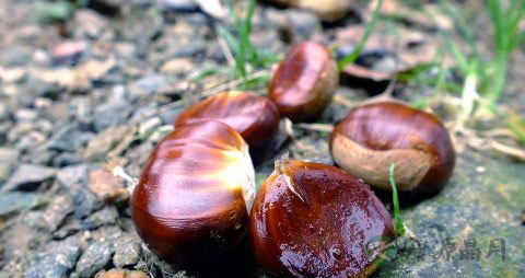 板栗和什么煲汤好喝