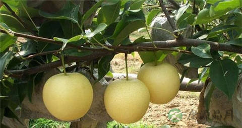 皇冠梨的营养价值_吃皇冠梨的好处