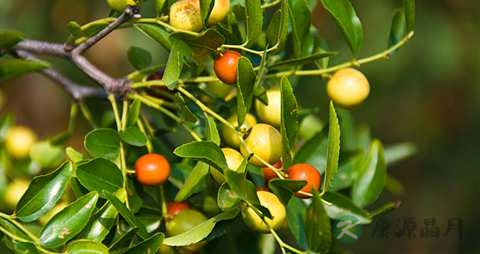 酸枣的营养价值_吃酸枣的好处