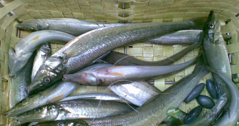 沙梭的营养价值_吃沙梭的好处