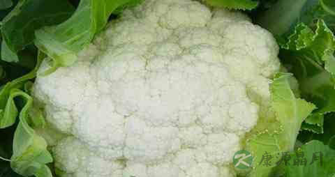 白花椰菜的吃法_哪些人不能吃白花椰菜 白花椰菜的吃法_哪些人不能吃白花椰菜