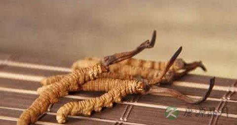 冬虫夏草的营养价值_吃冬虫夏草的好处 冬虫夏草的营养价值_吃冬虫夏草的好处