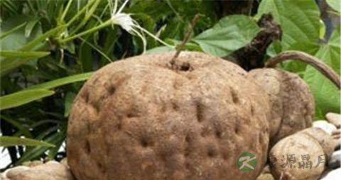 野葛根的吃法_哪些人不能吃野葛根 野葛根的吃法_哪些人不能吃野葛根