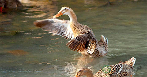 麻鸭的吃法_哪些人不能吃麻鸭