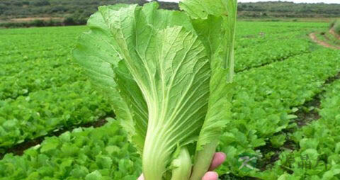 盖菜的吃法_哪些人不能吃盖菜