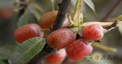 羊奶子的营养价值_吃羊奶子的好处 羊奶子的营养价值_吃羊奶子的好处