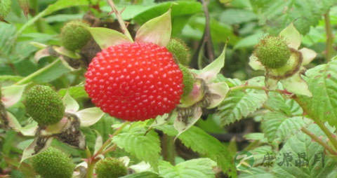 空心泡的营养价值_吃空心泡的好处