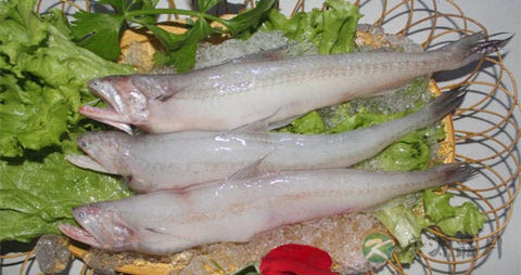 豆腐鱼的吃法_哪些人不能吃豆腐鱼