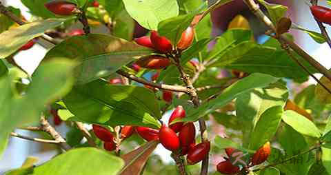 神秘果的吃法_哪些人不能吃神秘果