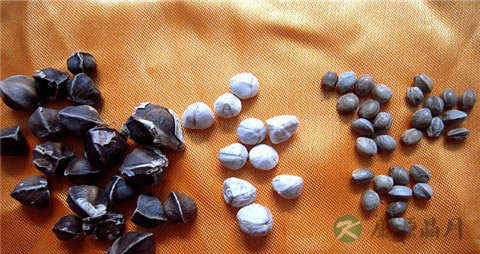 辣木籽一天吃多少合适