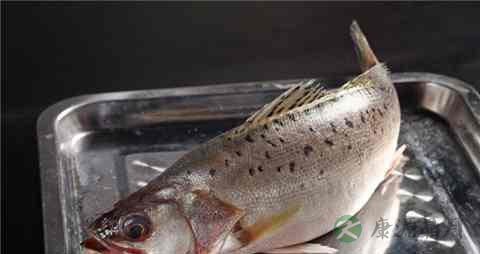 鲈花的营养价值_吃鲈花的好处