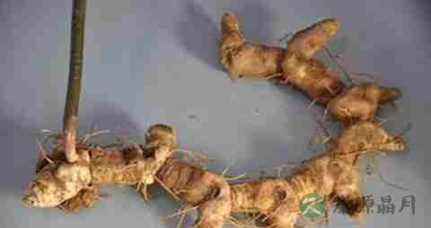 黄精的营养价值_吃黄精的好处