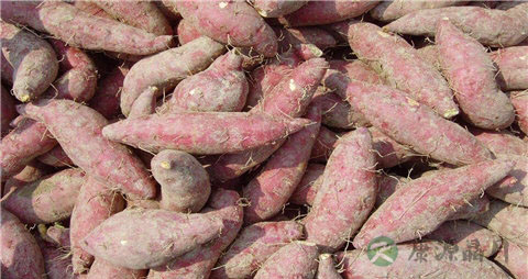 白薯和红薯的区别