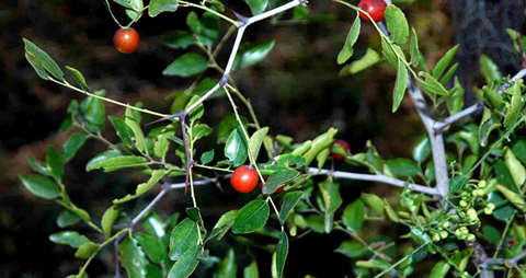野山枣的营养价值_吃野山枣的好处