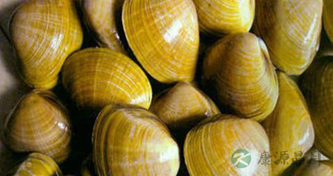 麻蚬子的营养价值_吃麻蚬子的好处