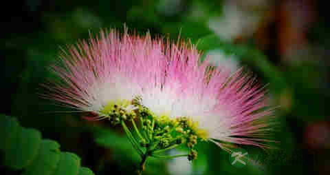 合欢花茶的吃法_哪些人不能吃合欢花茶