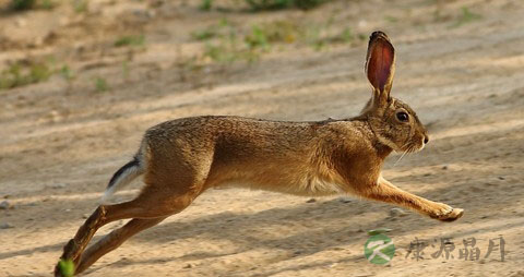野兔的营养价值_吃野兔的好处