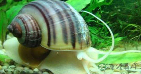 香波螺的营养价值_吃香波螺的好处