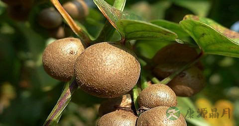 山药豆的营养价值_吃山药豆的好处