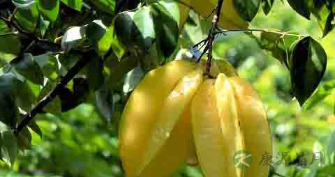 阳桃的营养价值_吃阳桃的好处 阳桃的营养价值_吃阳桃的好处