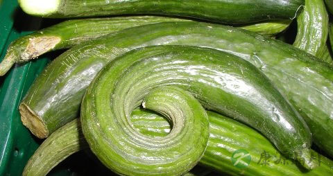 黄瓜变黄了还能吃吗