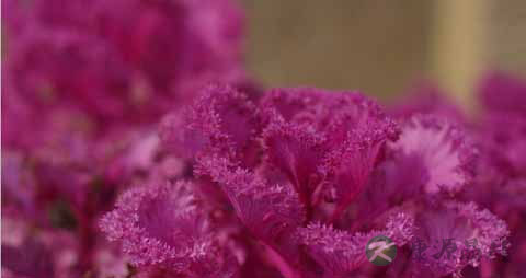 石花菜的吃法_哪些人不能吃石花菜