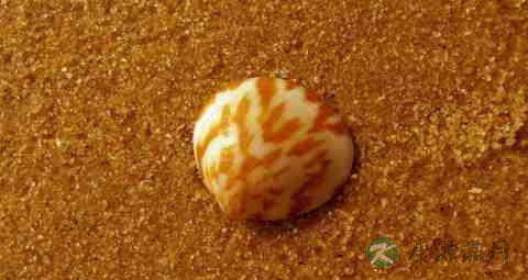 虎皮贝的吃法_哪些人不能吃虎皮贝