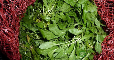 荠菜花的吃法_哪些人不能吃荠菜花