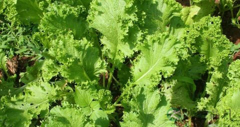 盖菜的吃法_哪些人不能吃盖菜