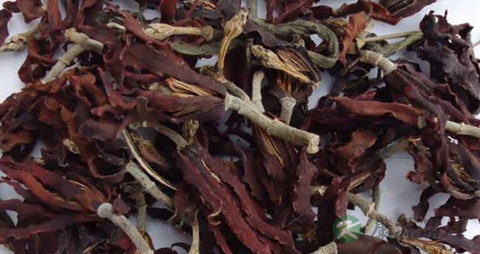 玉兰花茶的营养价值_吃玉兰花茶的好处