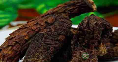 肉苁蓉的吃法_哪些人不能吃肉苁蓉