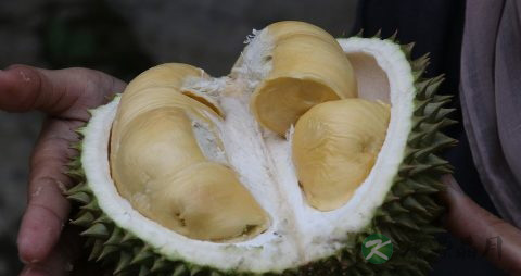 吃剩的榴莲怎么保存 吃剩的榴莲怎么保存