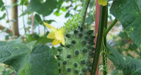 刺角瓜的营养价值_吃刺角瓜的好处