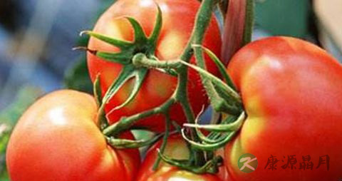 西红柿怎么生吃 西红柿怎么生吃