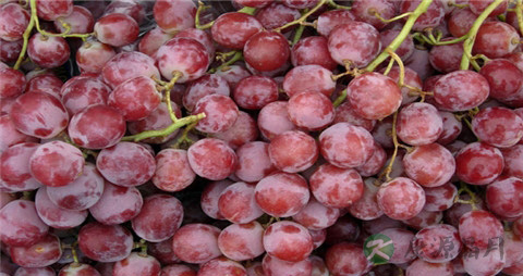 如何区分提子上白霜的真假