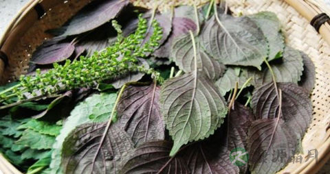 紫苏叶的吃法_哪些人不能吃紫苏叶